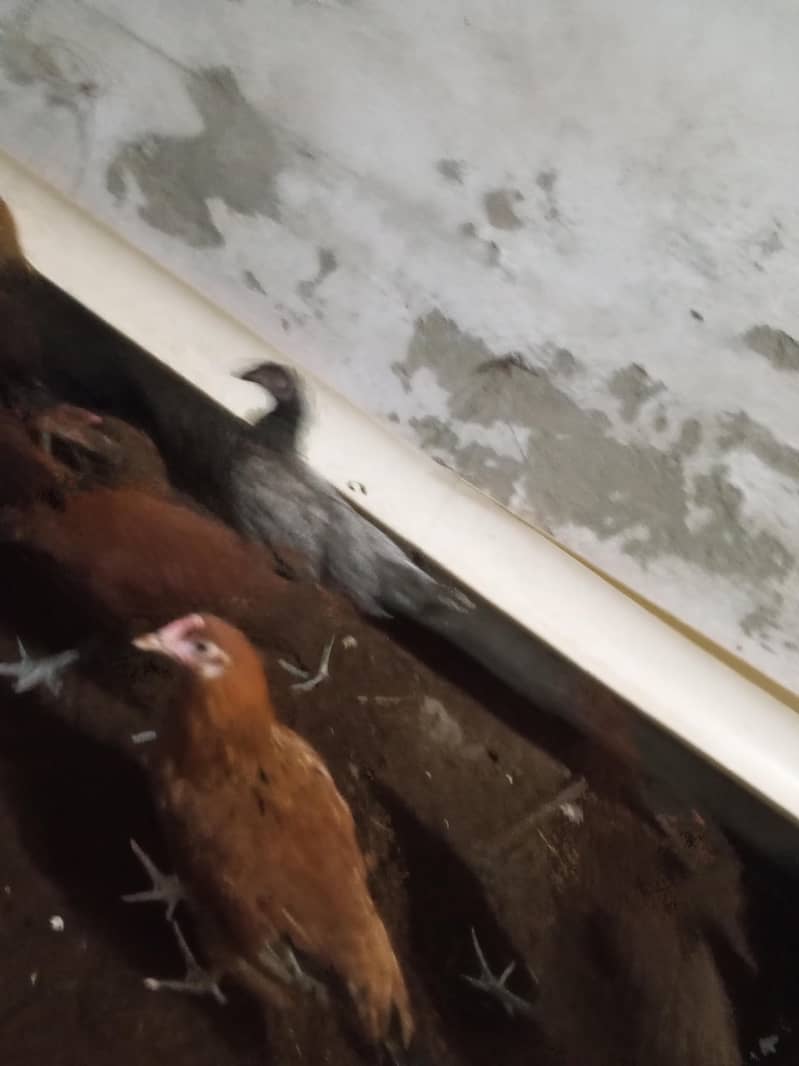 Haven silver chicks 4