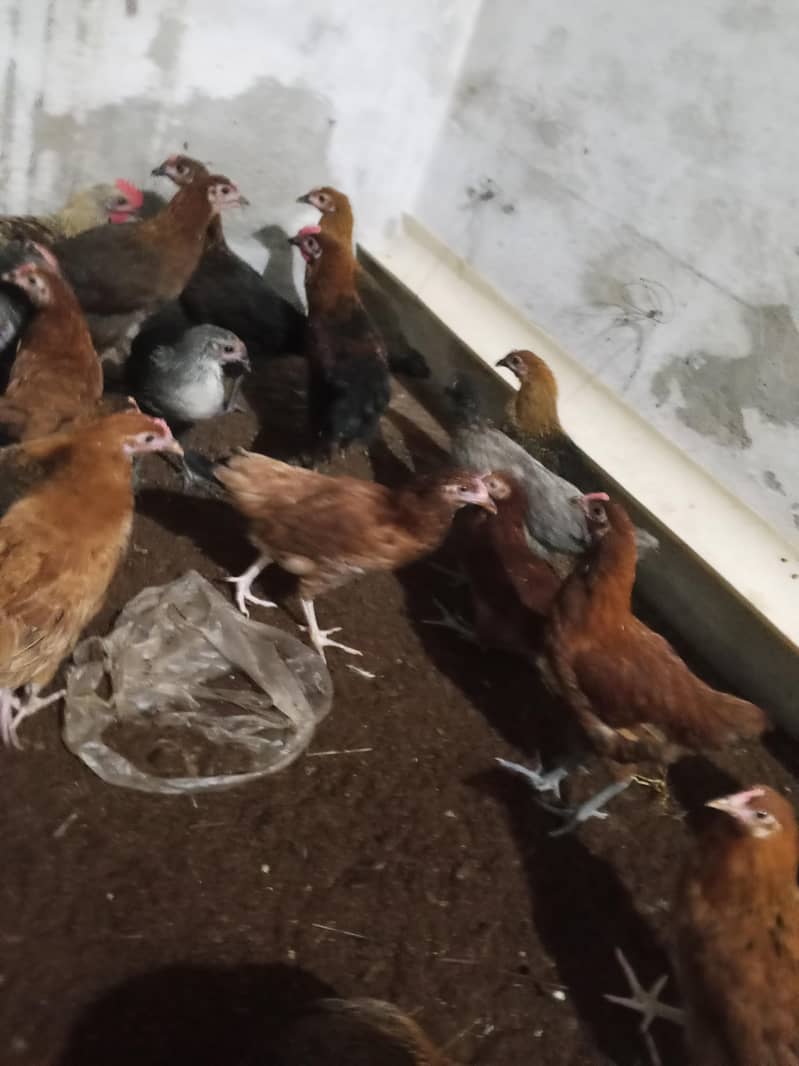 Haven silver chicks 5