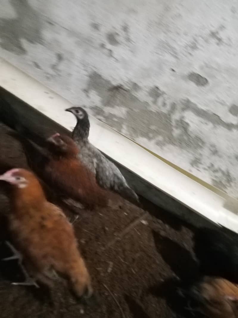 Haven silver chicks 6