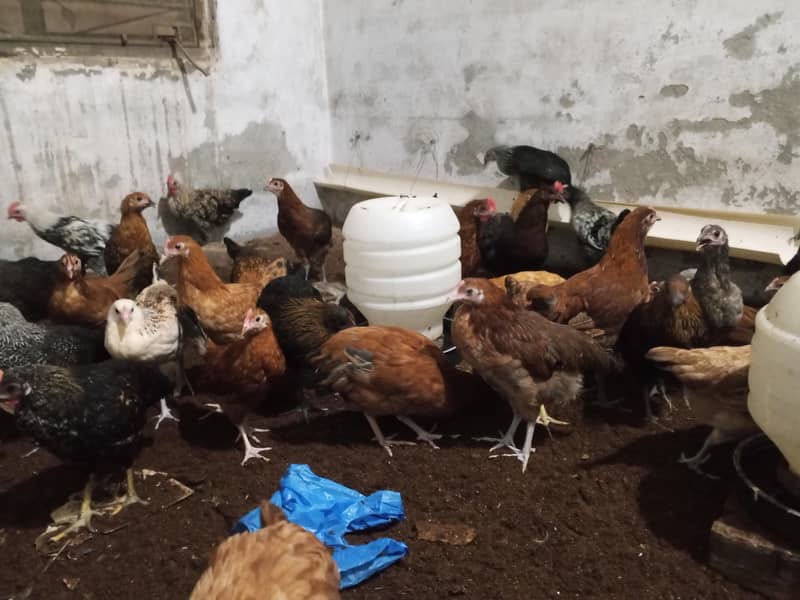 Haven silver chicks 7