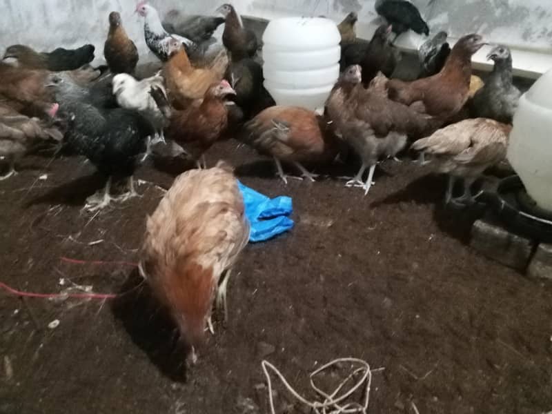 Haven silver chicks 8