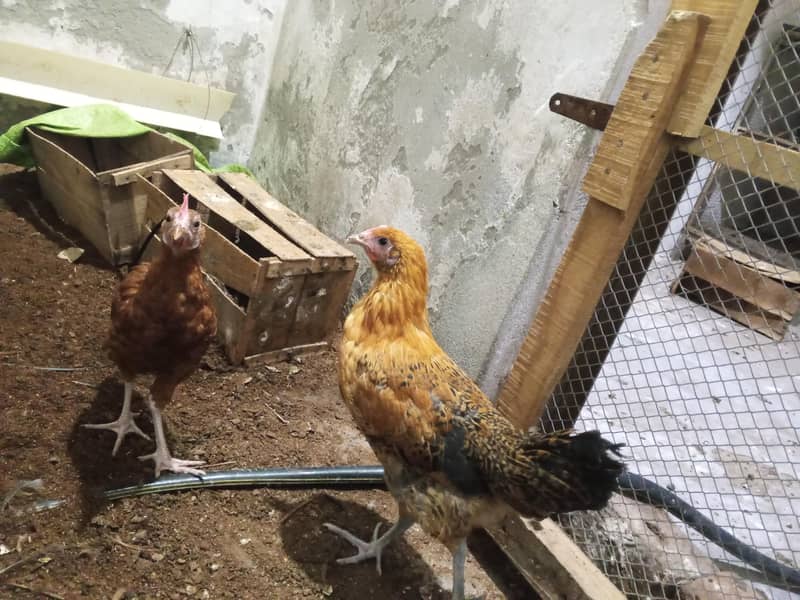Haven silver chicks 9