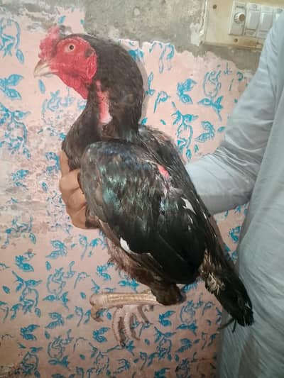 Aseel Mianwali Mushka black pair 03077036825