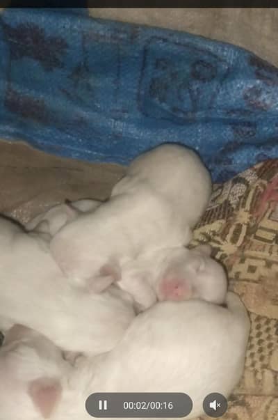 Russian puppies
