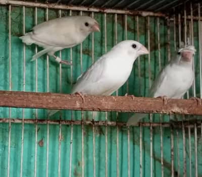 White Banglies Breeder Trio