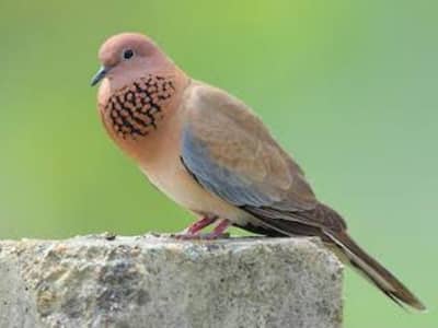 Senegal Dove /Doves /Doves For Sale /Qumri /Fakhta /All kind of Doves