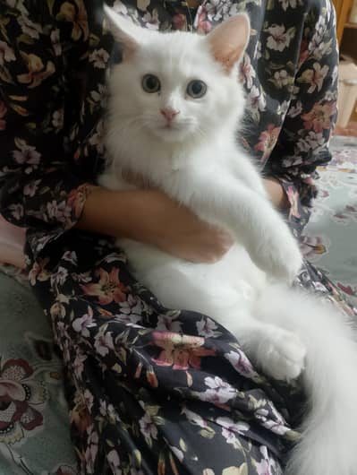 white percion cat
