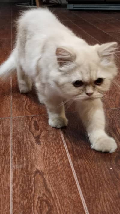 cat | Persian | Persian cat | imported cat | cute cat | pekeface