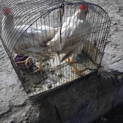 murgy chicken hane wight heera