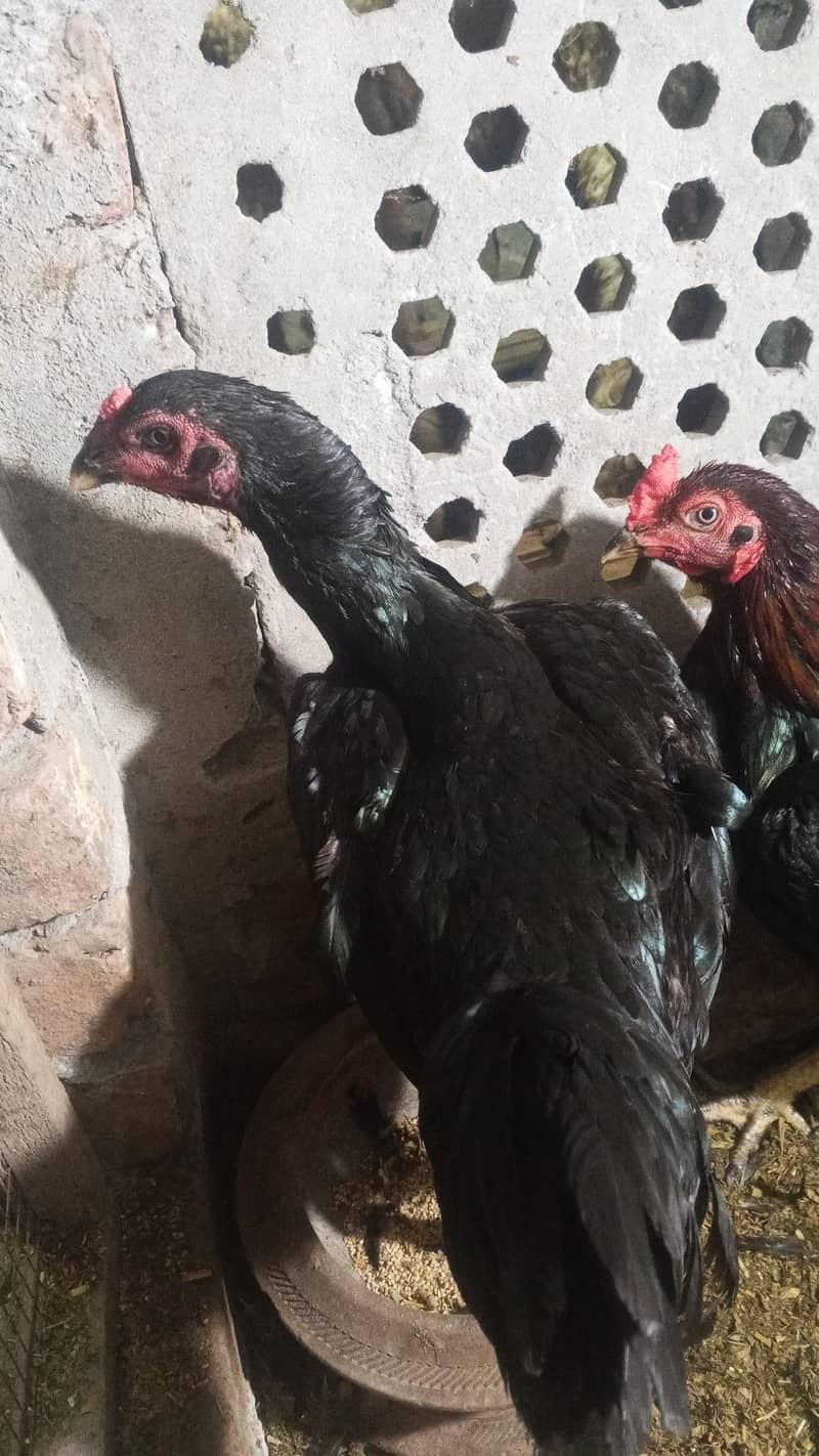 pure Thai 6