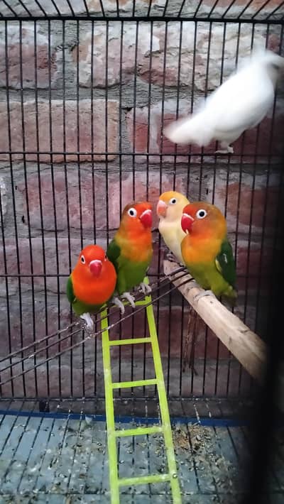 love birds for sale