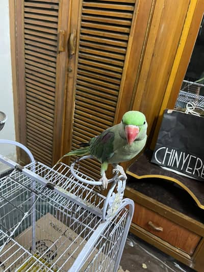 Male Raw Parrot for Sale with Cage – Healthy & Beautiful Pet