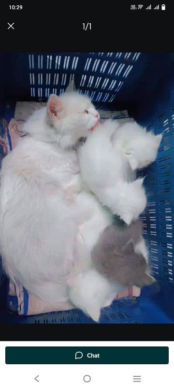 Persian cat for sale male female vaccine clear