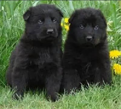 German Shepherd pair | triple coat , long coat |German Shepherd puppy