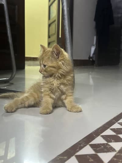 Baby female kitten
