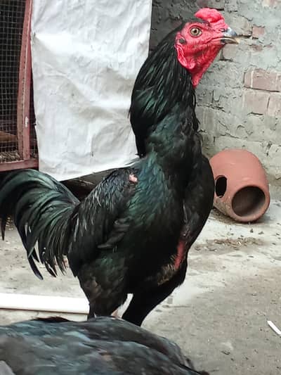 for sale urgent