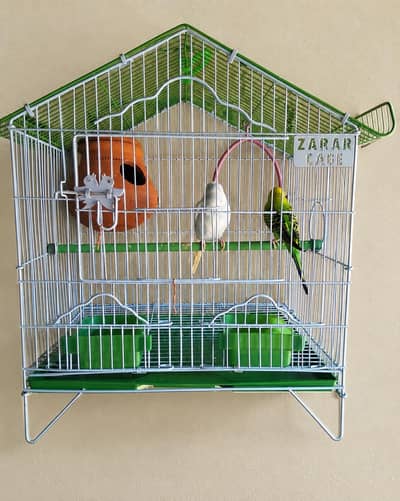 Australian Pair With Complete Setup For Sale