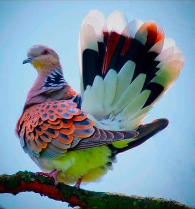 Oriental Dove /Doves /Doves For Sale /Fakhta /All kind of Doves