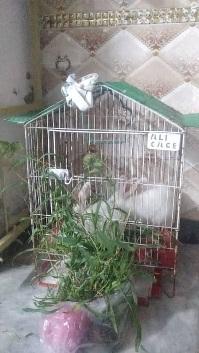 Rabbits for sale male and female