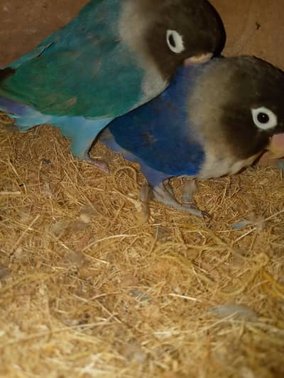 blue pasnata pair for sell