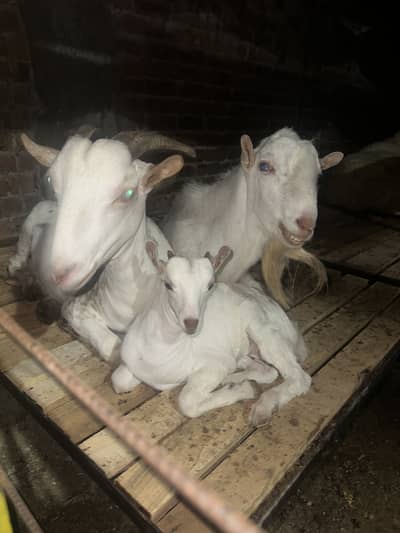Pure teddy pink nose bakra bakri
