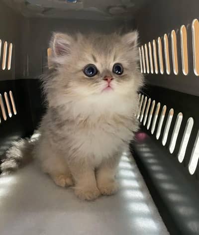 Persian cat urgent for sale delivery All Pakistan
