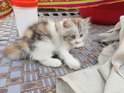 kitten for sale