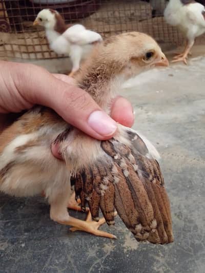 aseel chicks