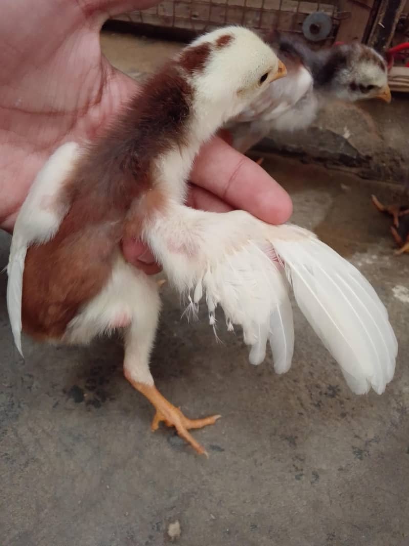 aseel chicks 1