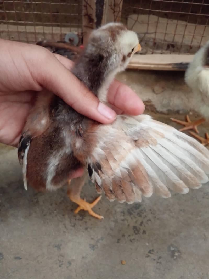 aseel chicks 2
