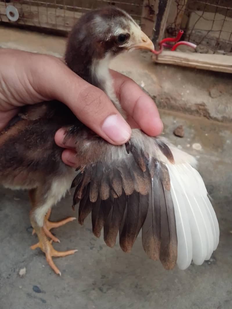 aseel chicks 3