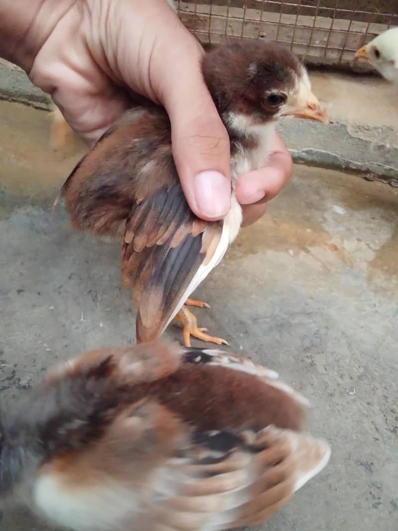 aseel chicks 4