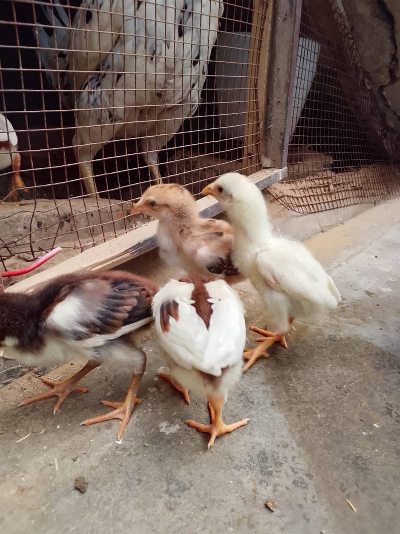 aseel chicks 5