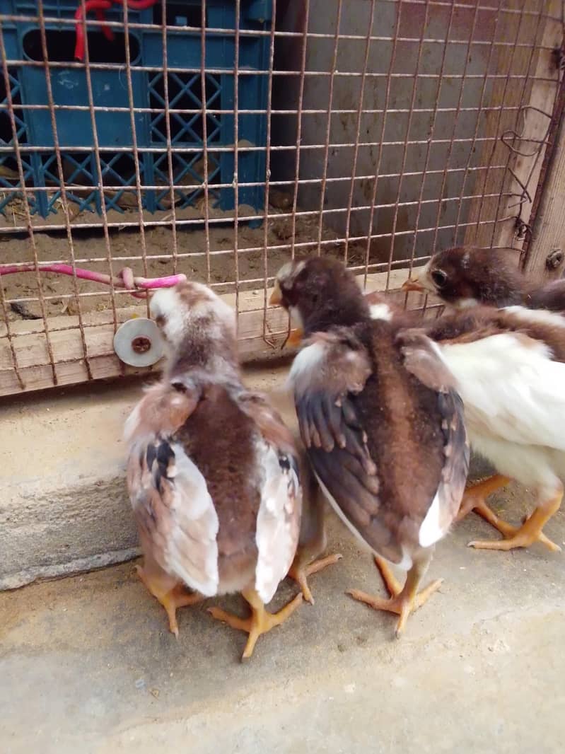 aseel chicks 6