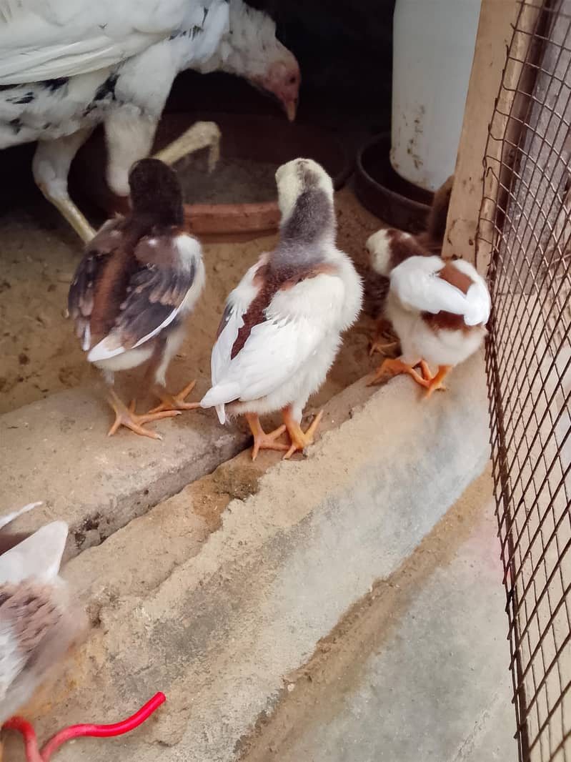aseel chicks 7