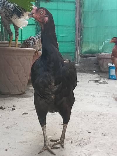 for sale