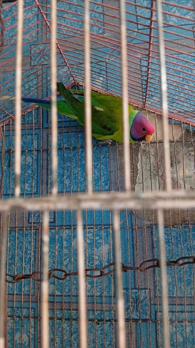 plum head parrot