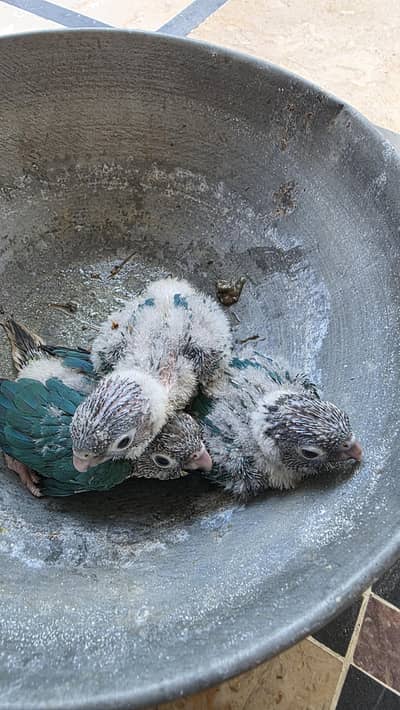 Turquoise conure chicks