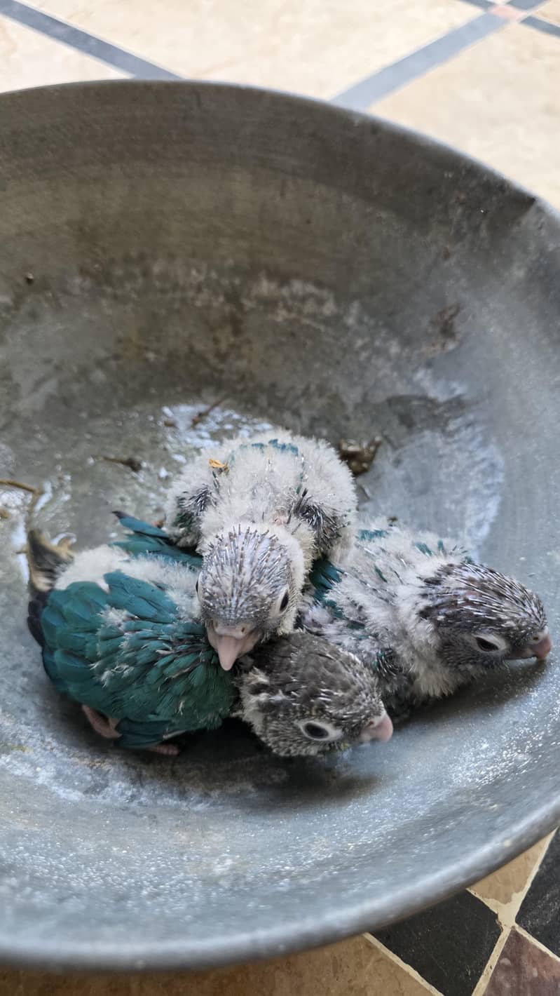 Turquoise conure chicks 1