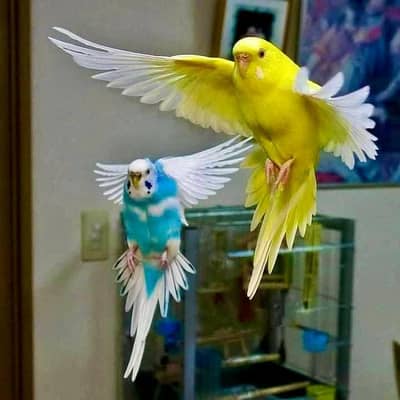 assatrlion parrot