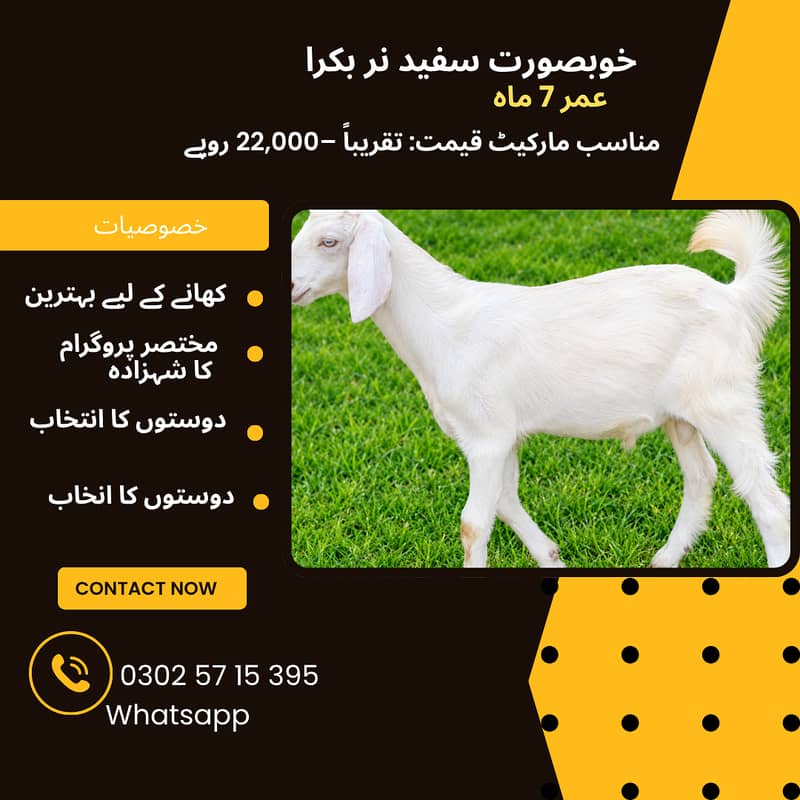 Tapra نایاب نسل بکری 1