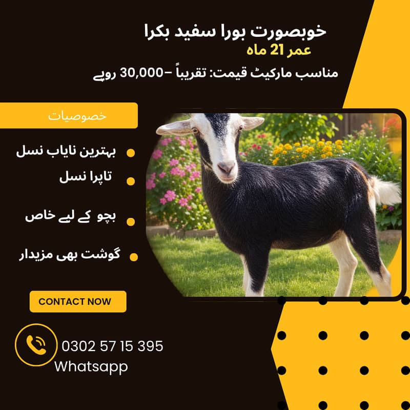 Tapra نایاب نسل بکری 2