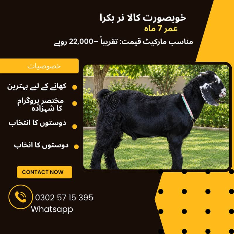 Tapra نایاب نسل بکری 3