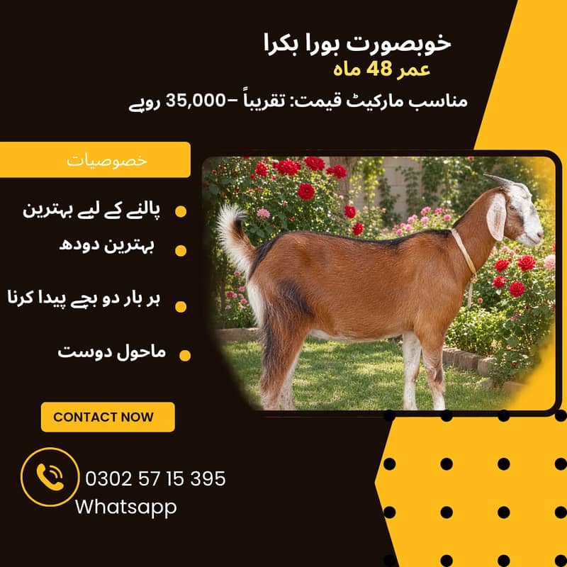 Tapra نایاب نسل بکری 4