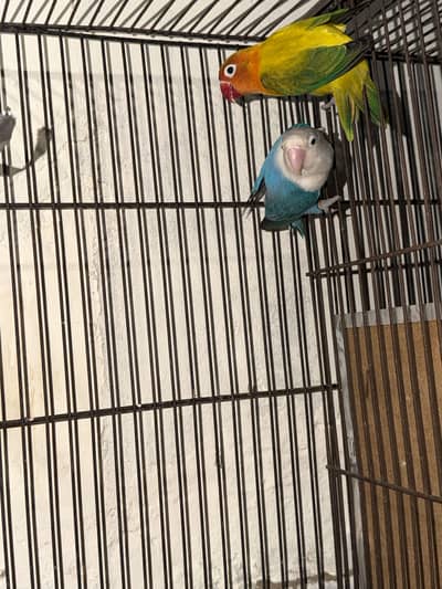 Sale bird