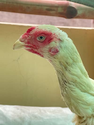 King Oshamo Aseel Breeder Female