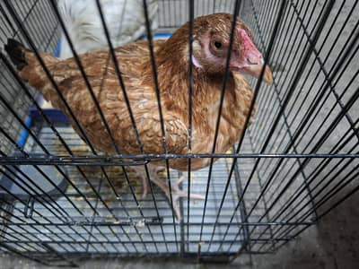 Aseel Hen for sale