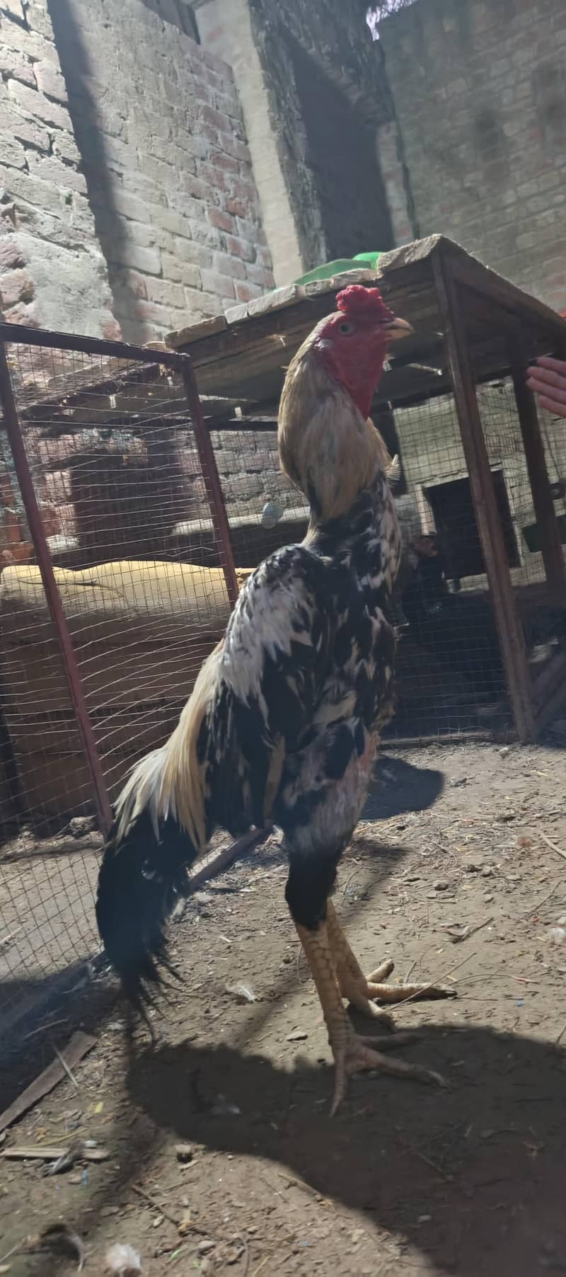 High Quality Bird 0