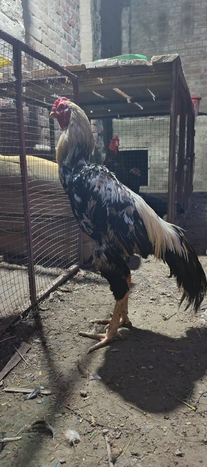 High Quality Bird 1