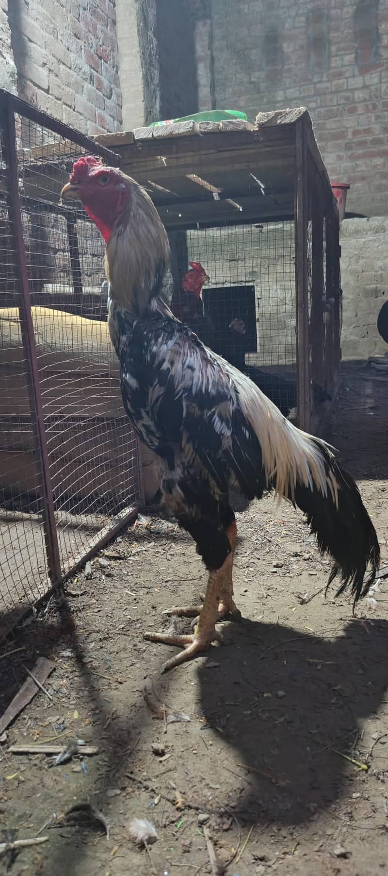 High Quality Bird 2